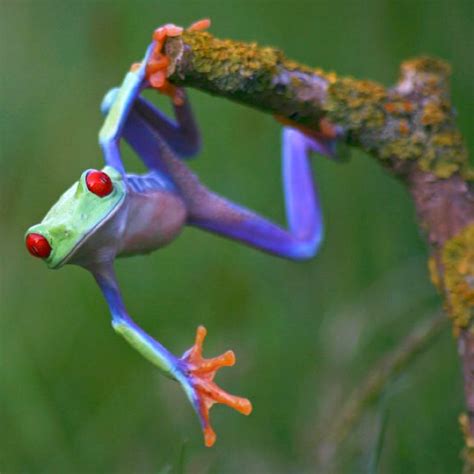 Unlocking the Mysteries: A Magical Approach to Frog Resurrection